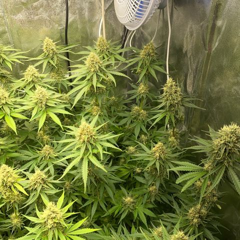 OG Kush x 5 growlog timeline photo