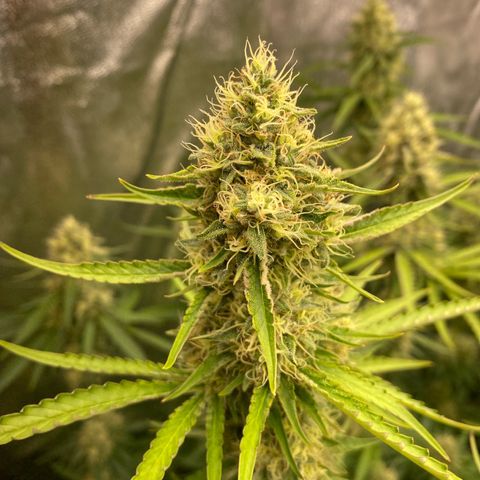 OG Kush x 5 growlog timeline photo