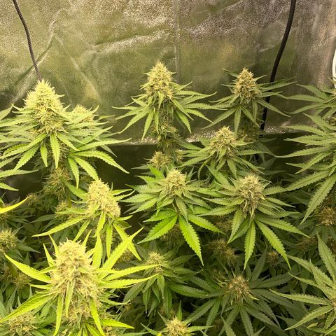 OG Kush x 5 growlog timeline photo