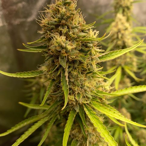 OG Kush x 5 growlog timeline photo