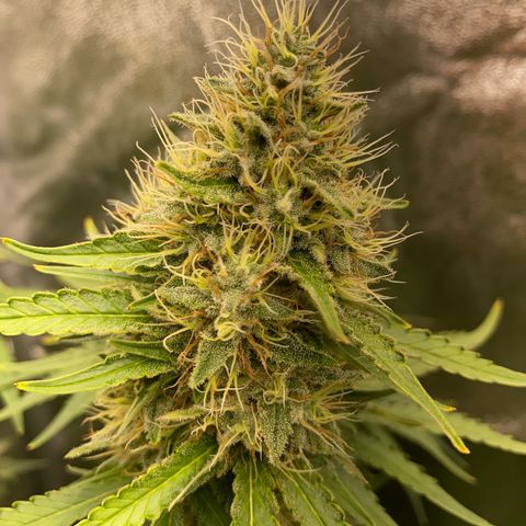OG Kush x 5 growlog timeline photo