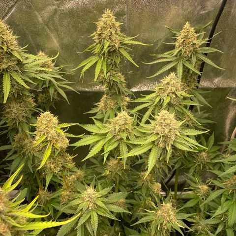 OG Kush x 5 growlog timeline photo