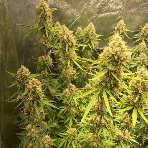 OG Kush x 5 growlog timeline photo