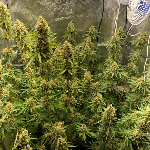 OG Kush x 5 growlog timeline photo