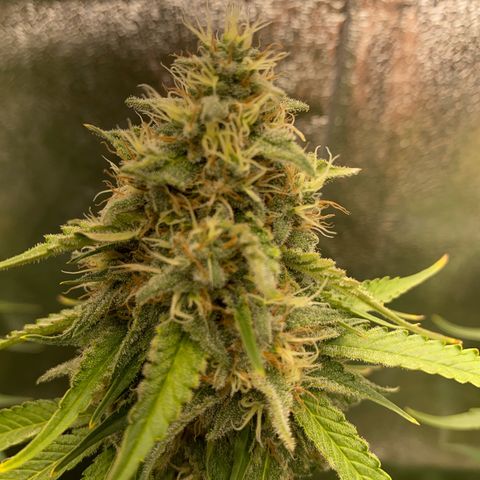 OG Kush x 5 growlog timeline photo