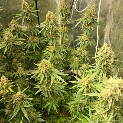 OG Kush x 5 growlog timeline photo
