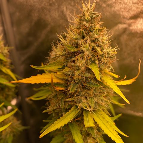 OG Kush x 5 growlog timeline photo