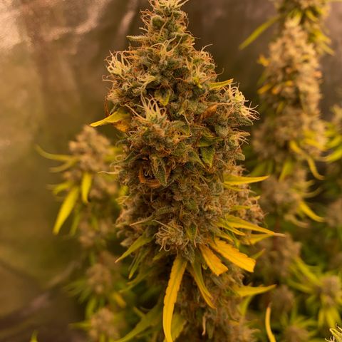 OG Kush x 5 growlog timeline photo