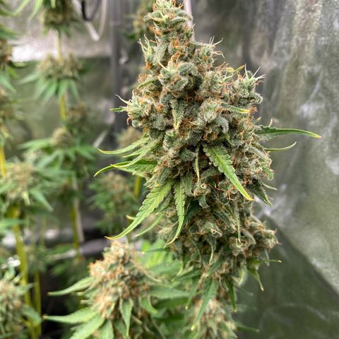 OG Kush x 5 growlog timeline photo