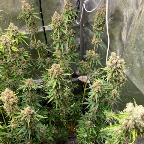 OG Kush x 5 growlog timeline photo