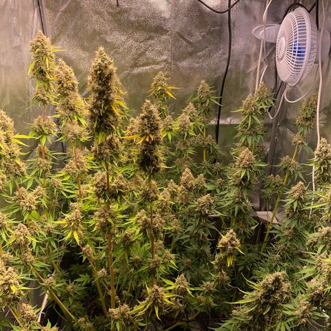 OG Kush x 5 growlog timeline photo