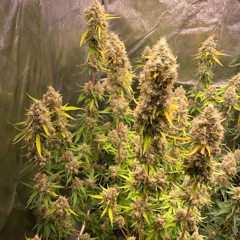OG Kush x 5 growlog timeline photo