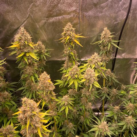 OG Kush x 5 growlog timeline photo