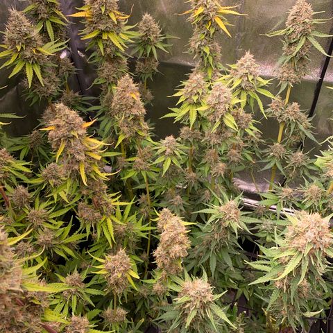 OG Kush x 5 growlog timeline photo