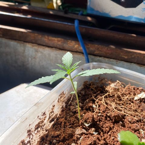 Skunk growlog timeline photo