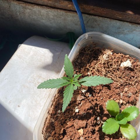 Skunk growlog timeline photo