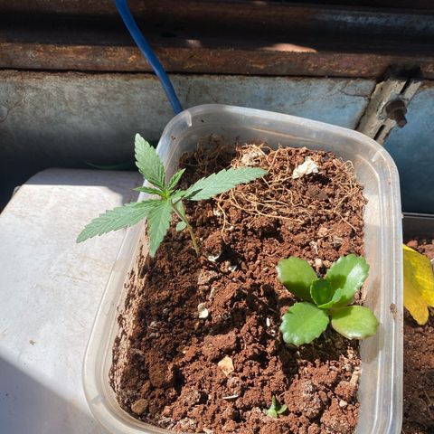 Skunk growlog timeline photo