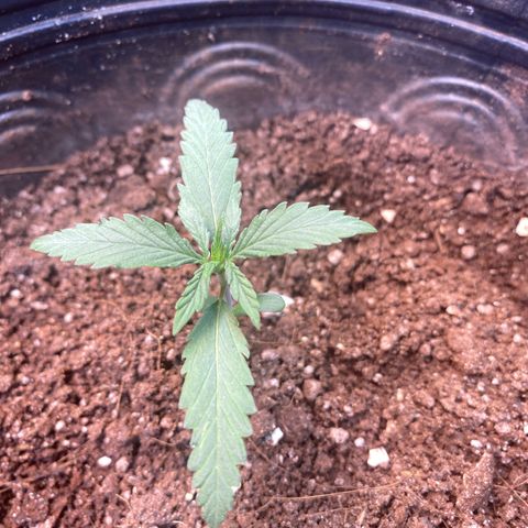 Skunk growlog timeline photo