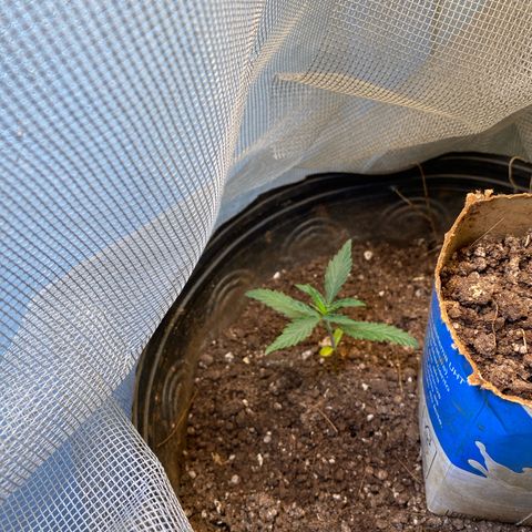 Skunk growlog timeline photo