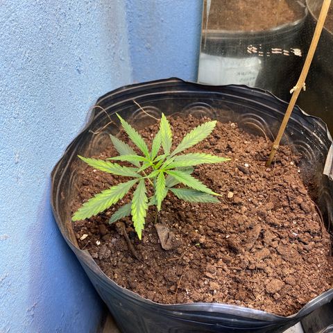 Skunk growlog timeline photo