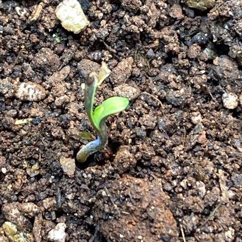 Pinneaple dream  growlog timeline photo