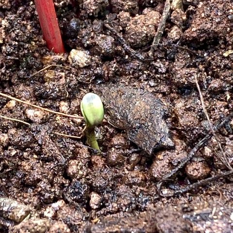 Pinneaple dream  growlog timeline photo