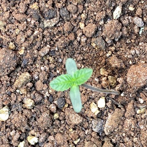 Pinneaple dream  growlog timeline photo