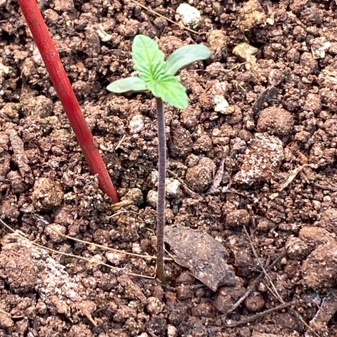Pinneaple dream  growlog timeline photo
