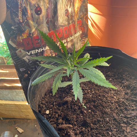 Skunk growlog timeline photo