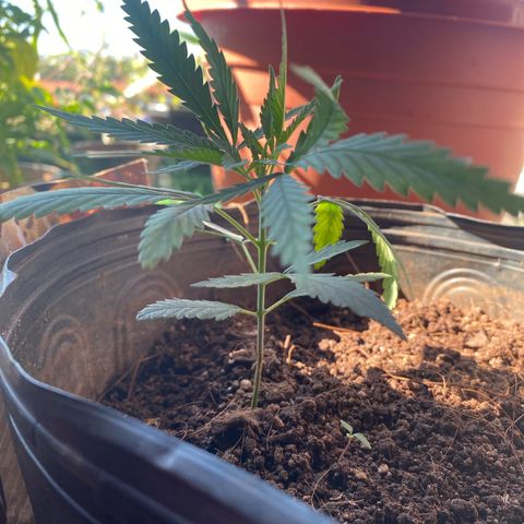 Skunk growlog timeline photo