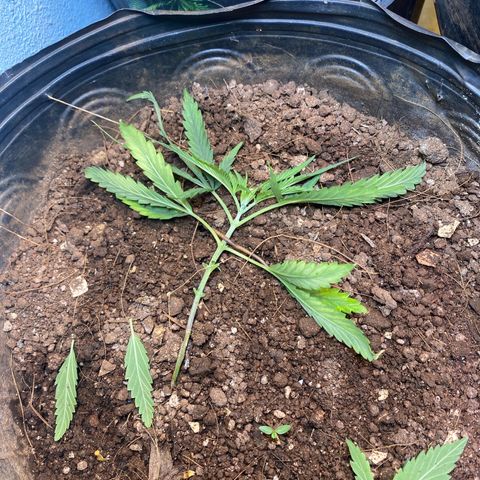 Skunk growlog timeline photo