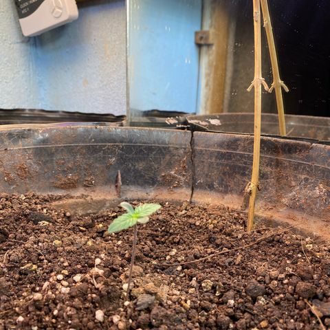 Pinneaple dream  growlog timeline photo