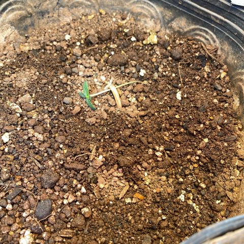 Pinneaple dream  growlog timeline photo