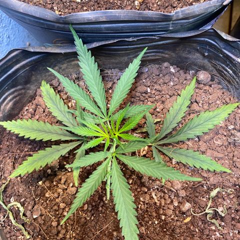Skunk growlog timeline photo