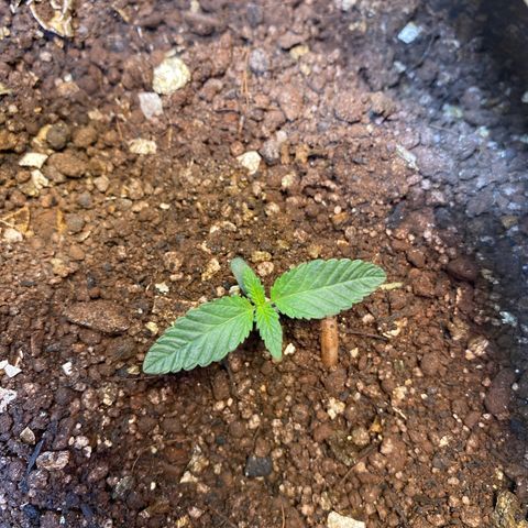 Pinneaple dream  growlog timeline photo