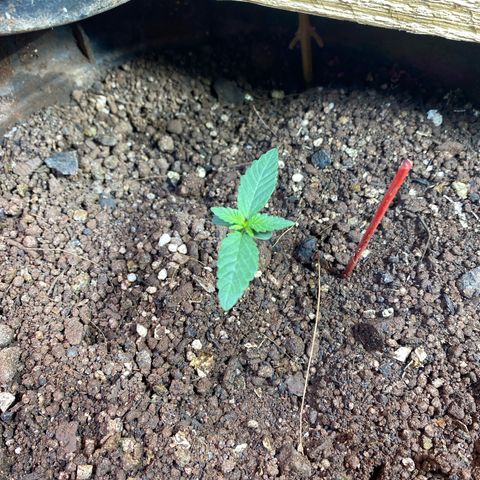 Pinneaple dream  growlog timeline photo