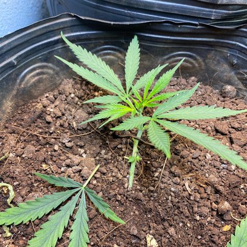 Skunk growlog photo: Poda de rama