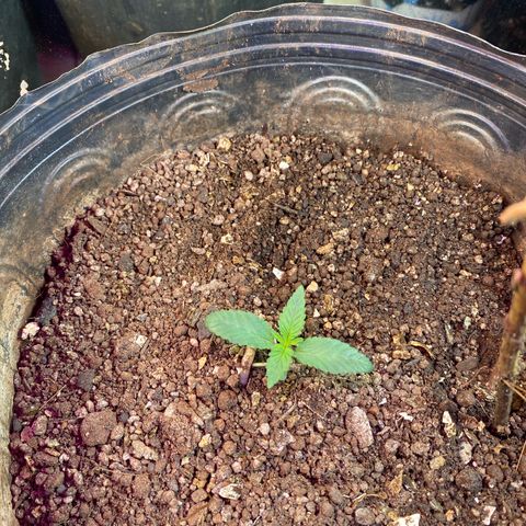 Pinneaple dream  growlog timeline photo