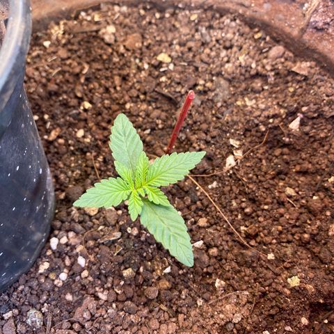 Pinneaple dream  growlog timeline photo