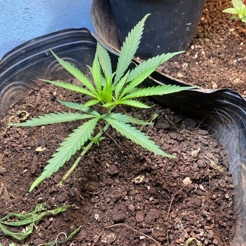 Skunk growlog timeline photo