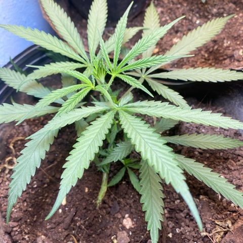 Skunk growlog timeline photo