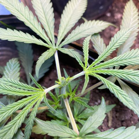 Skunk growlog photo: Poda top 8 rama 
