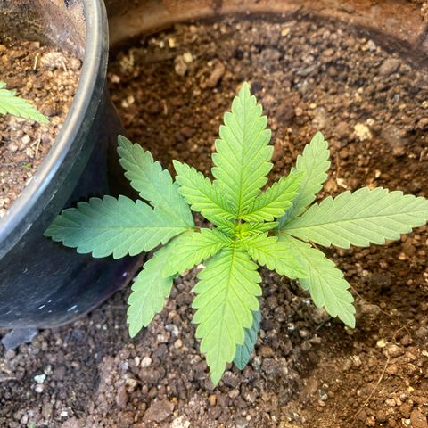 Pinneaple dream  growlog timeline photo