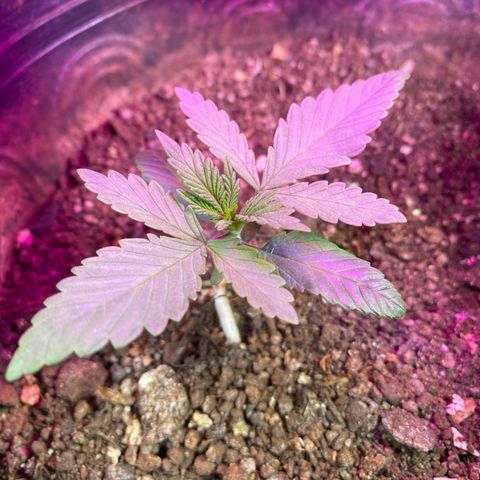 Pinneaple dream  growlog timeline photo