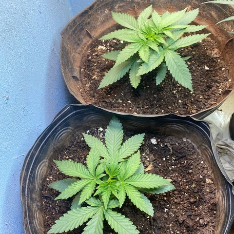 Pinneaple dream  growlog photo: Dimmi 04-14-08