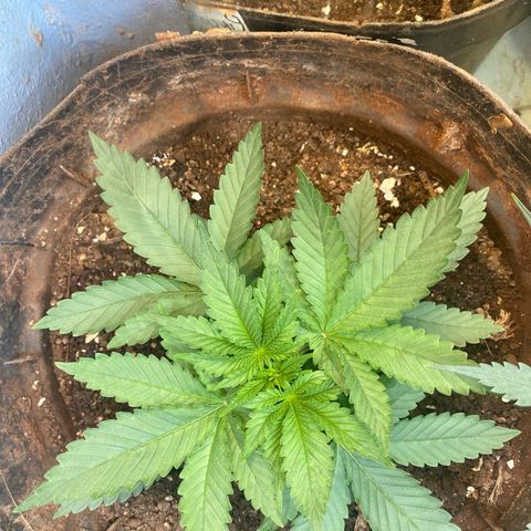 Pinneaple dream  growlog timeline photo