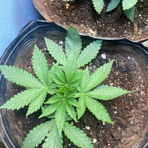 Pinneaple dream  growlog timeline photo