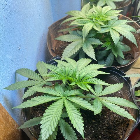 Pinneaple dream  growlog photo: 1 mês