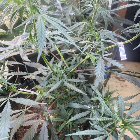 Skunk growlog timeline photo
