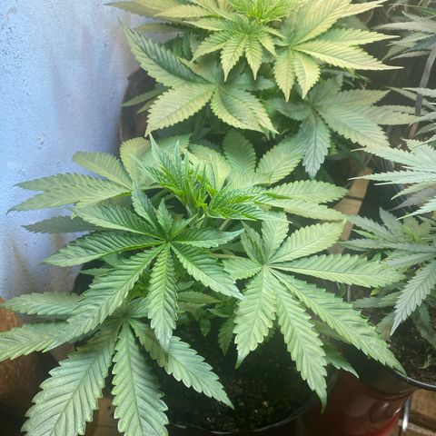 Pinneaple dream  growlog timeline photo